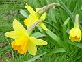 2006-0326daffs